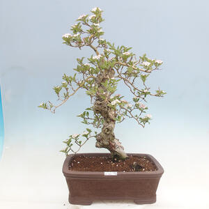 Venkovní bonsai - Hloh klínovitý - Crataegus cuneata