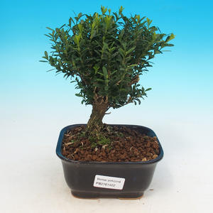 Pokojová bonsai - Buxus harlandii