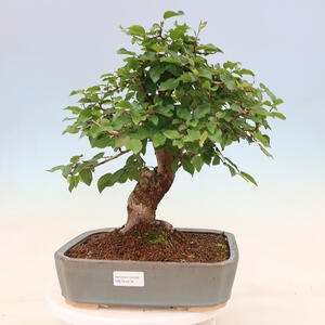 Venkovní bonsai -Carpinus Coreana - Habr korejský