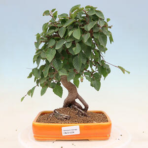 Venkovní bonsai -Carpinus Coreana - Habr korejský