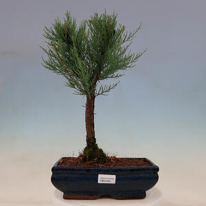 Venkovní bonsai - Tamaryšek - Tamarix