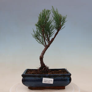 Venkovní bonsai - Tamaryšek - Tamarix