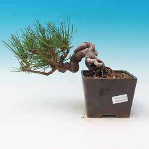 Venkovní bonsai-Pinus thunbergii - Borovice thunbergova