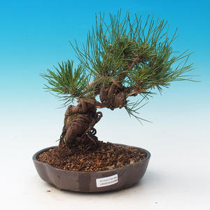Venkovní bonsai-Pinus thunbergii - Borovice thunbergova