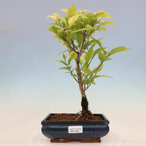 Venkovní bonsai - krásnoplodka - Callicarpa jap. Leucocarpa