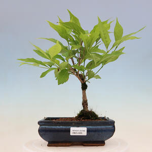 Venkovní bonsai - krásnoplodka - Callicarpa jap. Leucocarpa