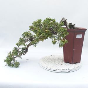 Venkovní bonsai - Juniperus sabina -Jalovec chvojka