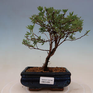 Venkovní bonsai - Potentilla frut.Goldstar - Mochna Křovitá
