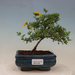 Venkovní bonsai - Potentilla frut.Goldstar - Mochna Křovitá