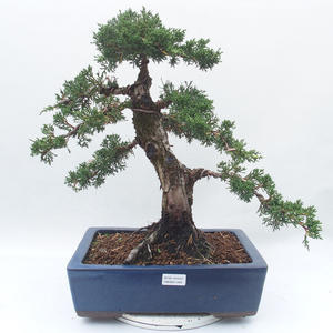 Venkovní bonsai - Juniperus chinensis -Jalovec čínsky