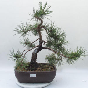 Venkovní bonsai - Pinus mugo grüne welle   - Borovice kleč