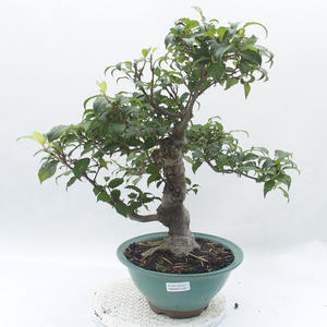 Venkovní bonsai - Ilex serrata - cesmína