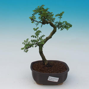 Pokojová bonsai - Zantoxylum piperitum - Pepřovník