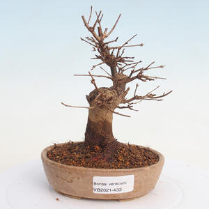 Venkovní bonsai-Cotoneaster microcarpa var.thymifolius-Skalník