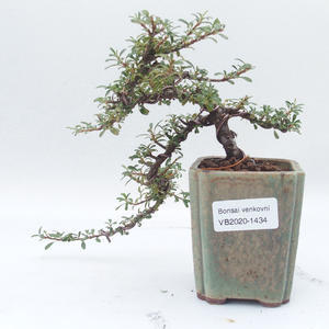 Venkovní bonsai-Cotoneaster microcarpa var.thymifolius-Skalník