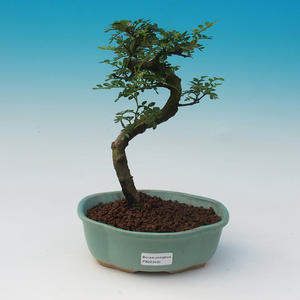 Venkovní bonsai - Pinus mugo Klostercotter - Borovice kleč
