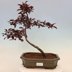 Pokojová bonsai - Serissa foetida variegata - Strom tisíce hvězd