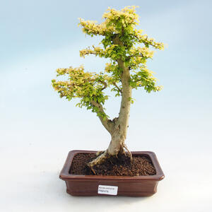 Pokojová bonsai -Ligustrum Aurea - Ptačí zob
