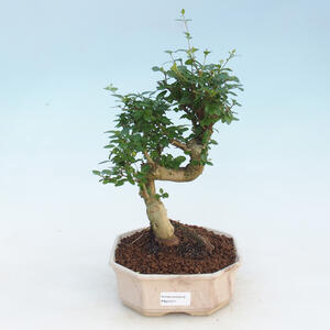 Pokojová bonsai -Ligustrum retusa - malolistý ptačí zob