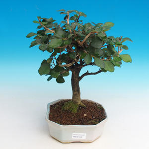 Pokojová bonsai - Blachia chunii - Blahoš