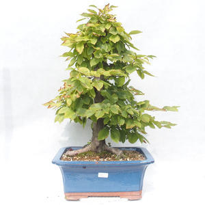 Venkovní bonsai -Carpinus  betulus - Habr obecný