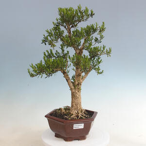 Pokojová bonsai - Buxus harlandii - korkový buxus