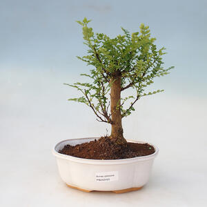 Venkovní bonsai - Pinus nigra   - Borovice černá