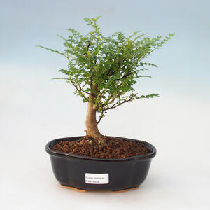 Venkovní bonsai - Juniperus Itoigawa -Jalovec čínský