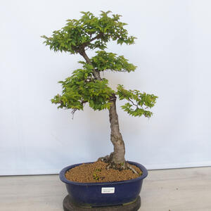 Venkovní bonsai - Ulmus Elegantissima Jack. Hillier-Jílm elegantí