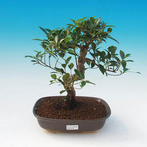 Pokojová bonsai - Ficus retusa -  Malolistý fíkus