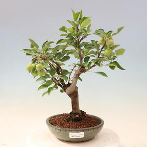 Venkovní bonsai -Malus halliana - Maloplodá jabloň