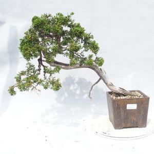 Venkovní bonsai - Juniperus sabina -Jalovec chvojka