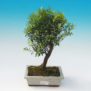 Pokojová bonsai - Syzygium - Pimentovník