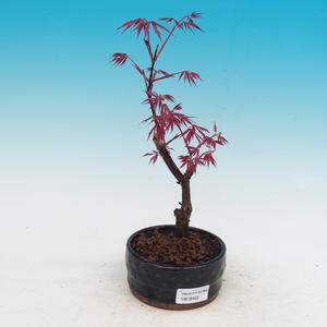 Venkovní bonsai - Acer palm. Atropurpureum-Javor dlanitolistý