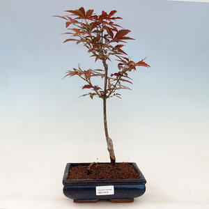 Acer palmatum Atropurpureum - Javor dlanitolistý červený