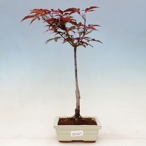 Acer palmatum Atropurpureum - Javor dlanitolistý červený