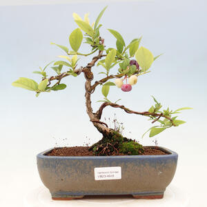 Venkovní bonsai - kanadská borůvka - Vaccinium corymbosum