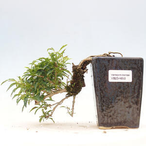 Venkovní bonsai - Zlatice - Forsythia intermedia