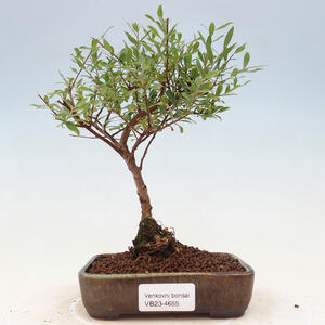 Venkovní bonsai -malolistý tavolník - Spirea japonica GENPSI