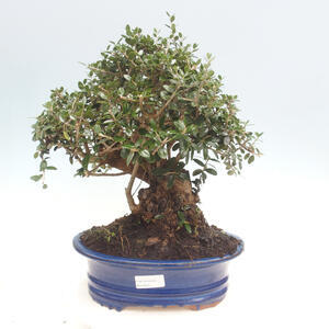 Pokojová bonsai - Olea europaea sylvestris -Oliva evropská drobnolistá