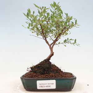 Venkovní bonsai -malolistý tavolník - Spirea japonica GENPSI
