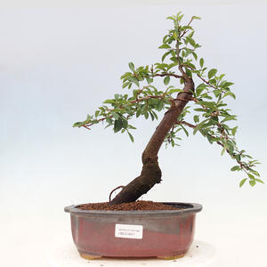Venkovní bonsai - trnka obecná - Prunus spinosa