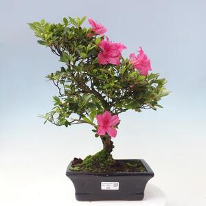 Venkovní bonsai - Japonská azalka - Azalea sp.