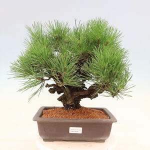 Venkovní bonsai - Pinus thunbergii corticosa - borovice korková