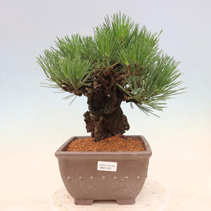 Venkovní bonsai - Pinus thunbergii corticosa - borovice korková