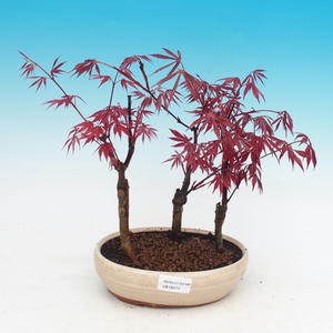 Venkovní bonsai - Acer palm. Atropurpureum-Javor dlanitolistý