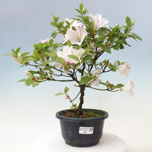 Venkovní bonsai - Japonská azalka - Azalea Kaminoyamakirin