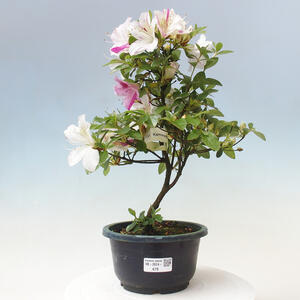 Venkovní bonsai - Japonská azalka - Azalea Kaminoyamakirin