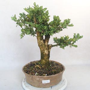 Venkovní bonsai - Buxus