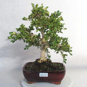 Venkovní bonsai - Buxus